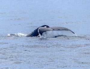 diving whale showing its tail thumbnail