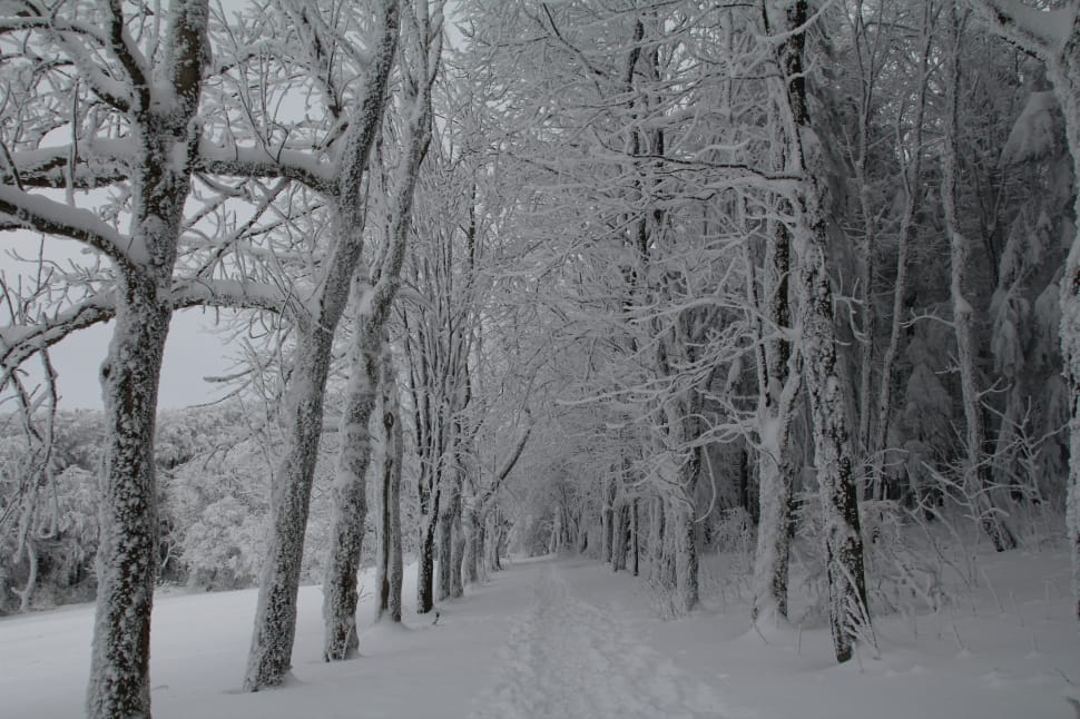 snow tree pathway photograph preview