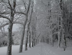 snow tree pathway photograph thumbnail