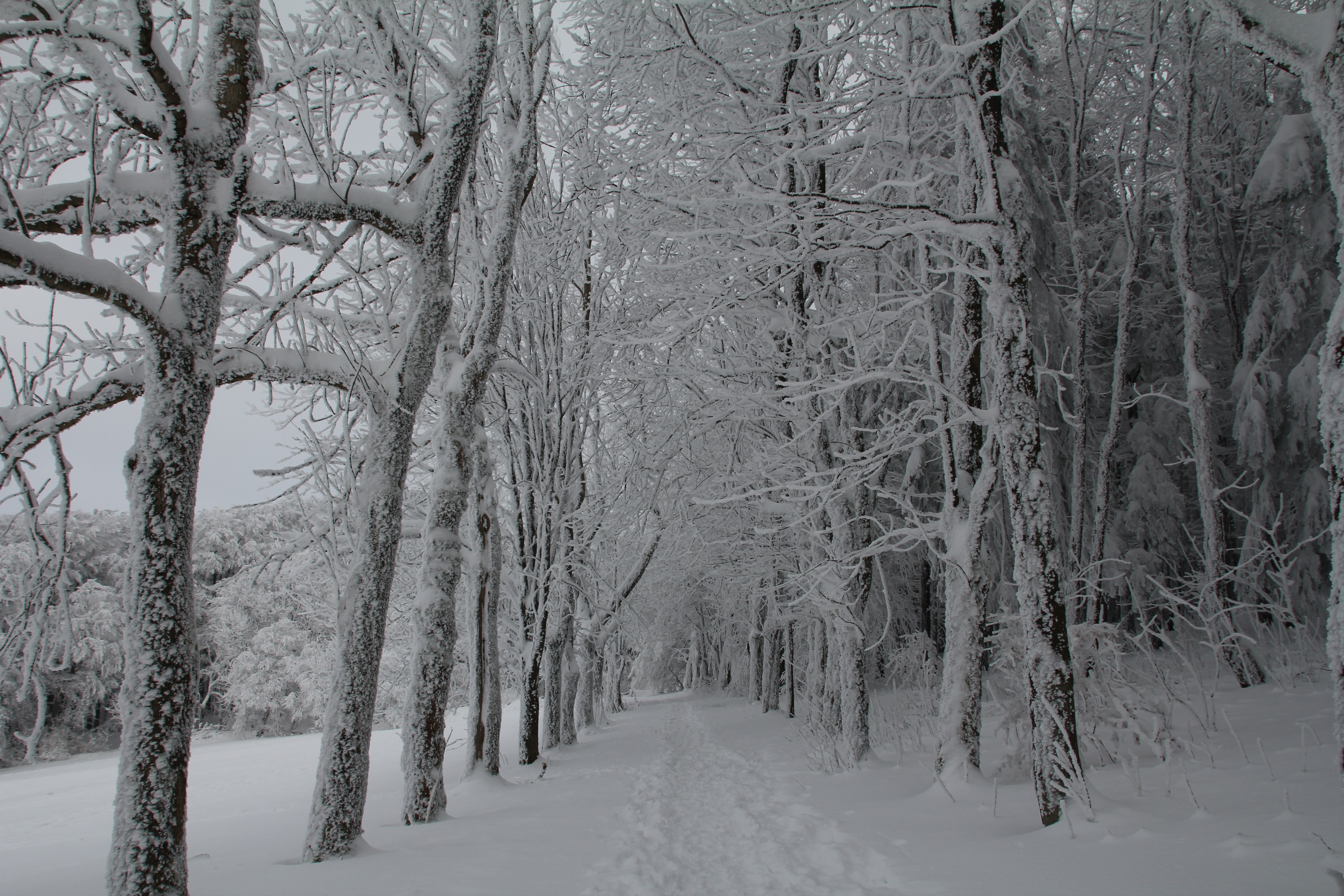 snow tree pathway photograph