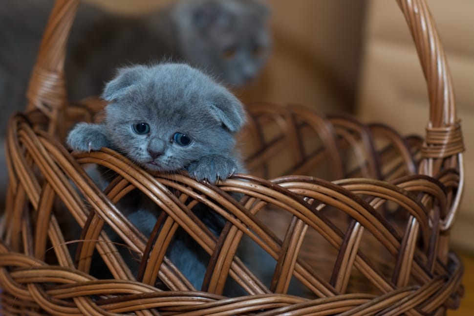 russian blue kitten preview