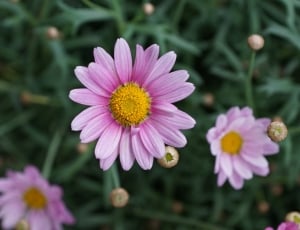 purple and yellow petaled flower thumbnail