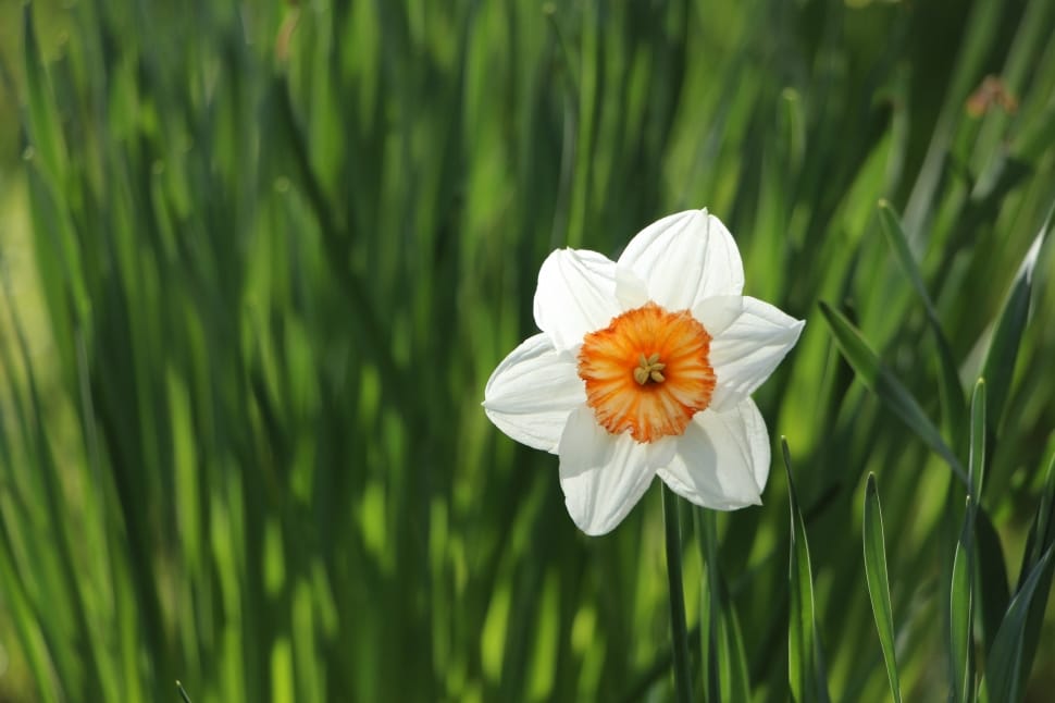 white-and-orange petaled flower at daytime preview