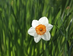 white-and-orange petaled flower at daytime thumbnail