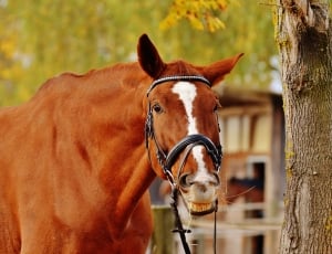 Brown, Reiterhof, Animal, Ride, Horse, horse, domestic animals thumbnail