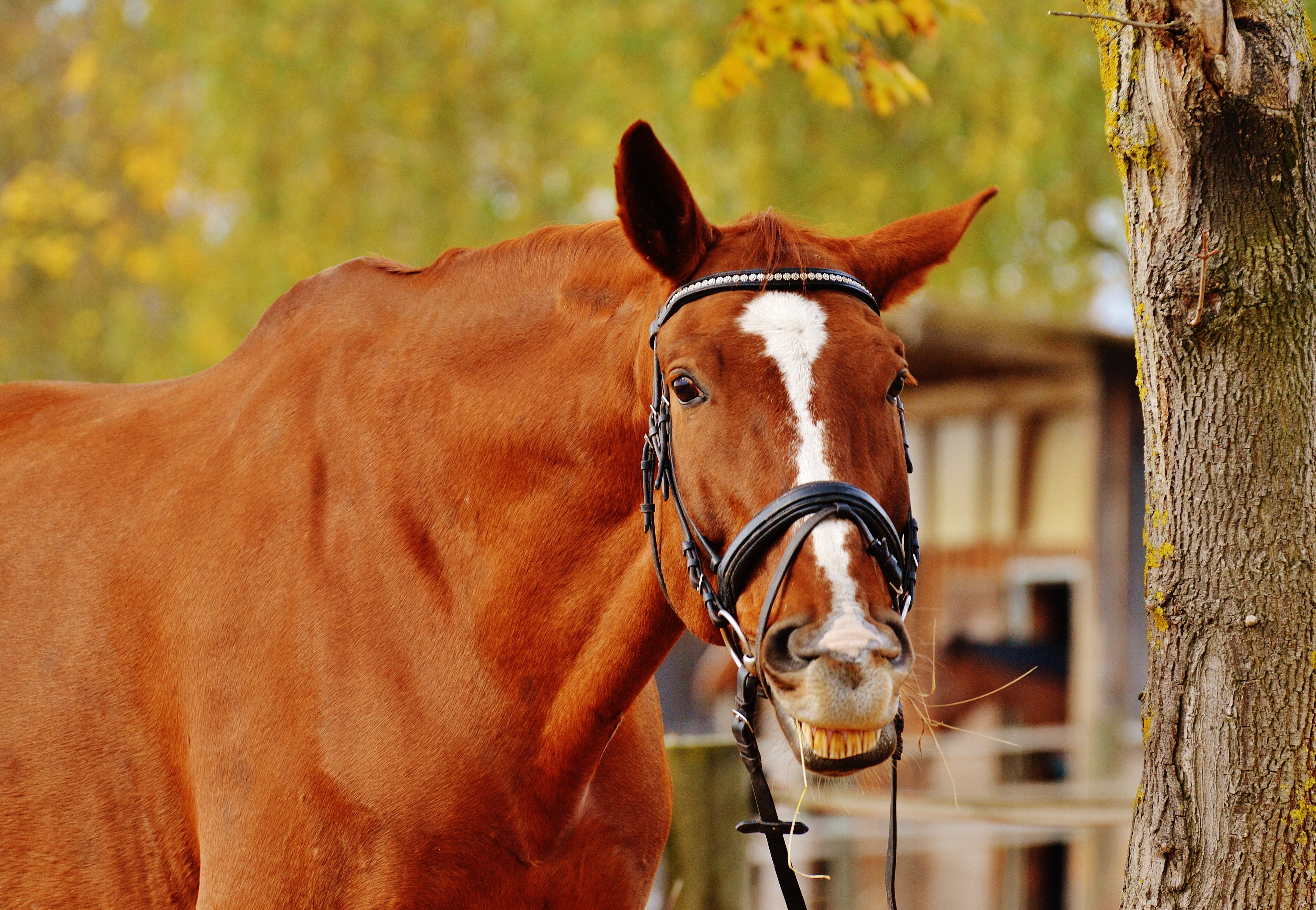 Brown, Reiterhof, Animal, Ride, Horse, horse, domestic animals