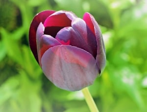 purple tulip thumbnail