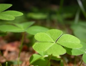 selective focus of 3-leaf clover thumbnail