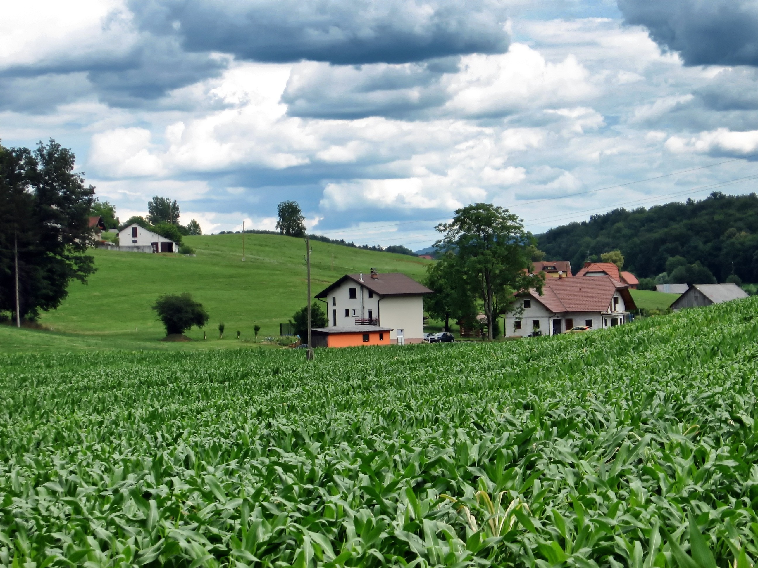 Landscape, Scenic, Slovenia, Corn, agriculture, farm