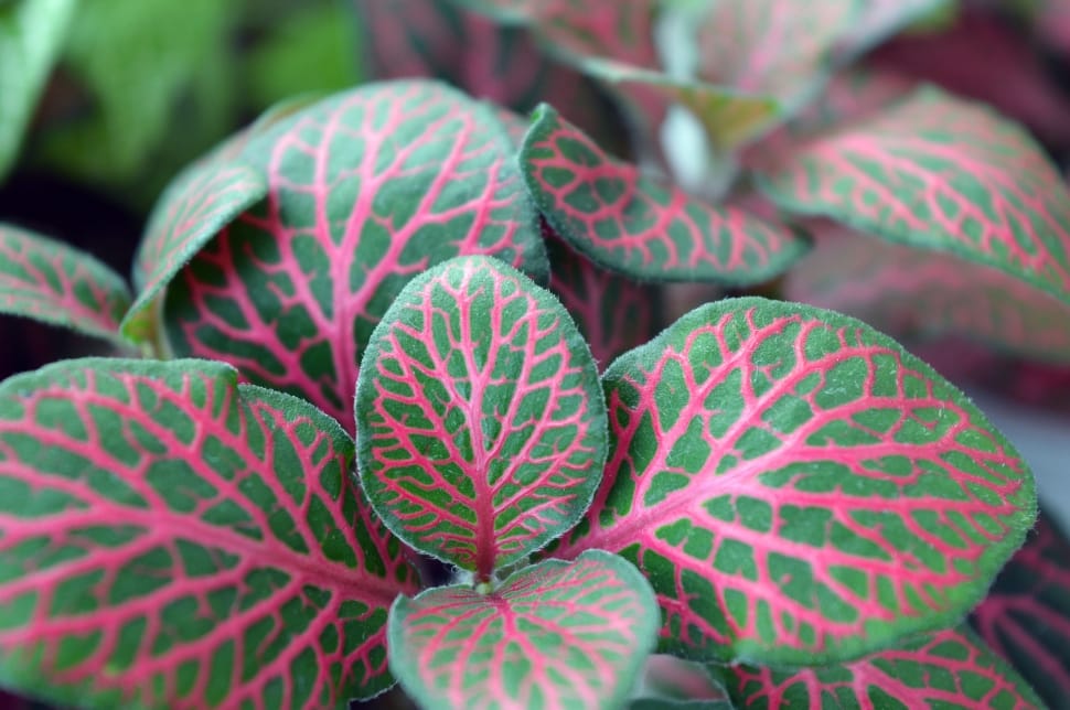 pink and green coleus plant preview