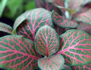 pink and green coleus plant thumbnail