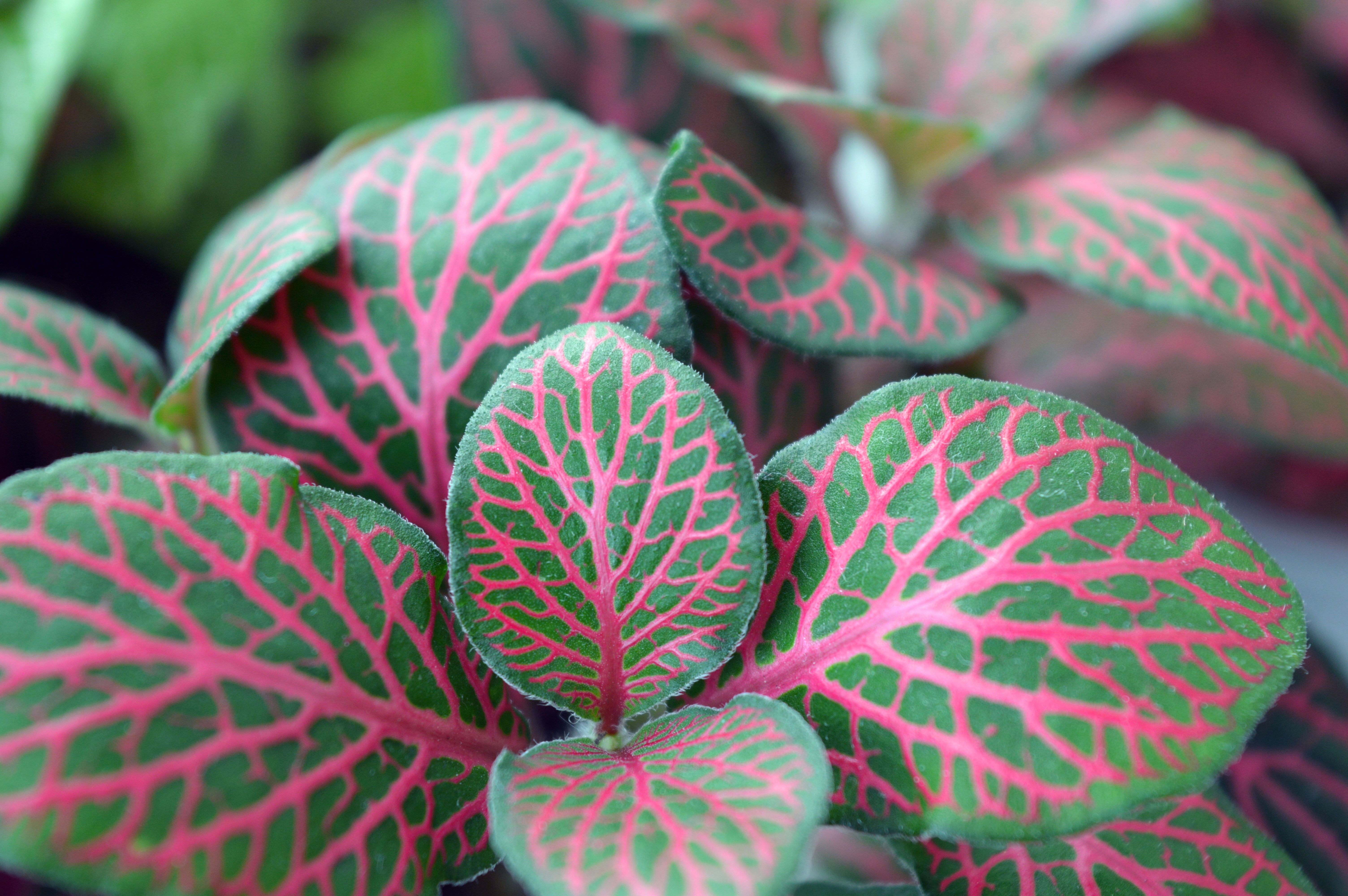 pink and green coleus plant