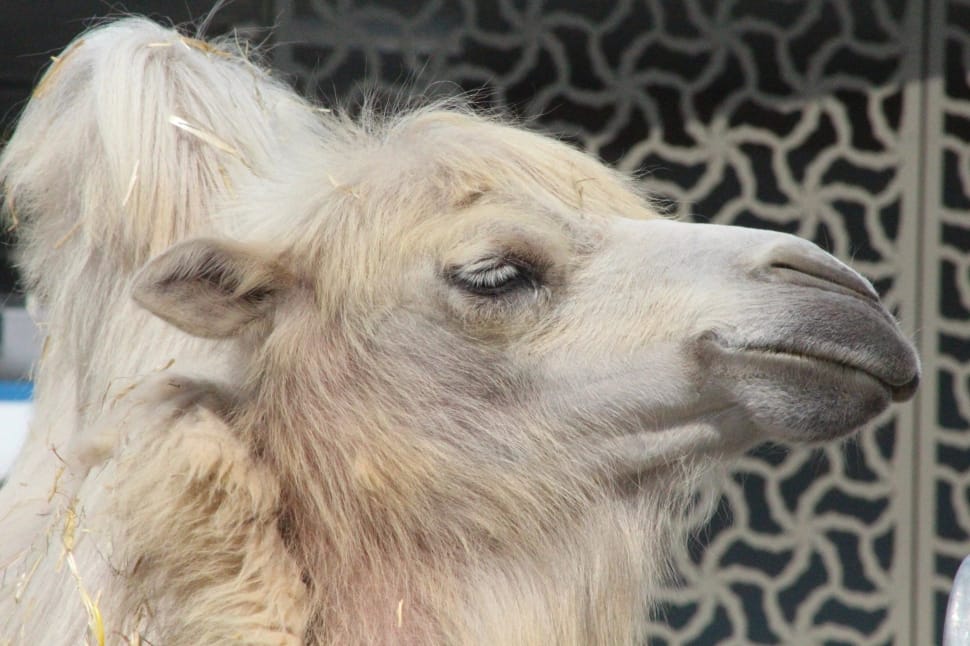 close up photo of brown camel during daytime preview