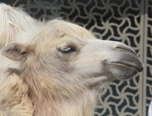 close up photo of brown camel during daytime thumbnail
