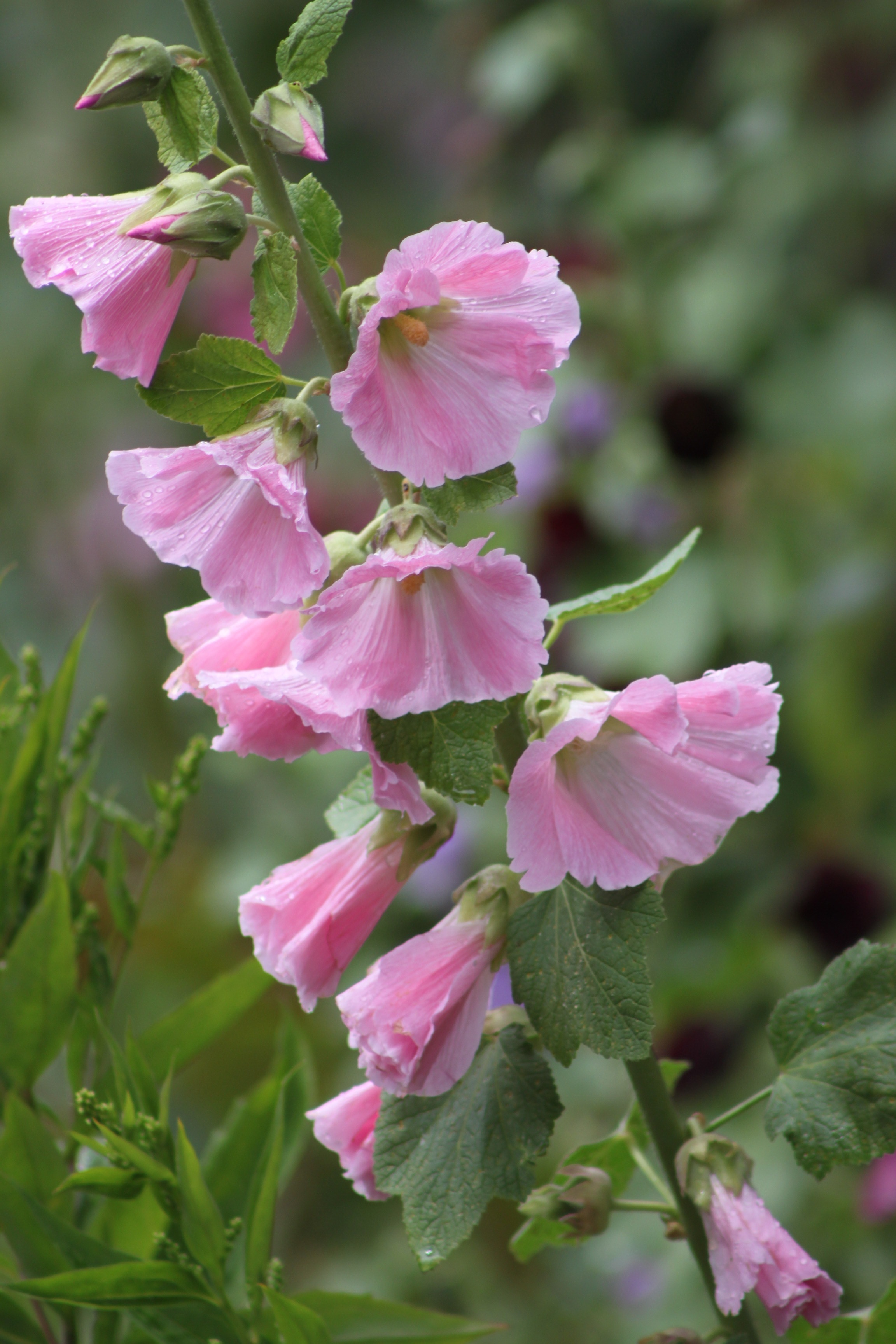 pink hollyhock flower