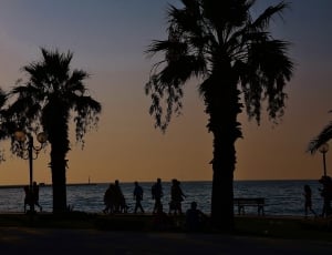 silhouette of trees and people walking near body of water thumbnail