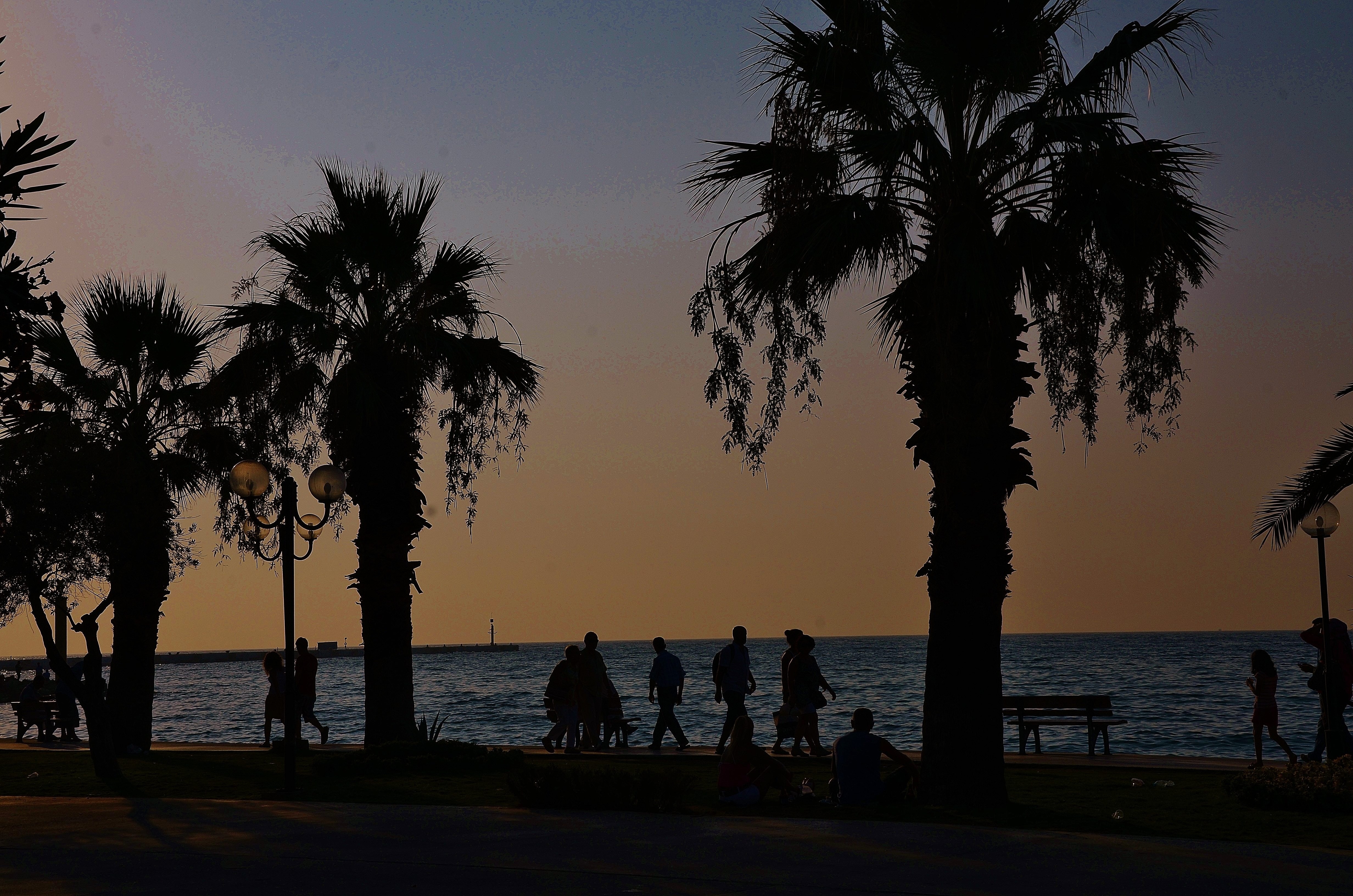 silhouette of trees and people walking near body of water