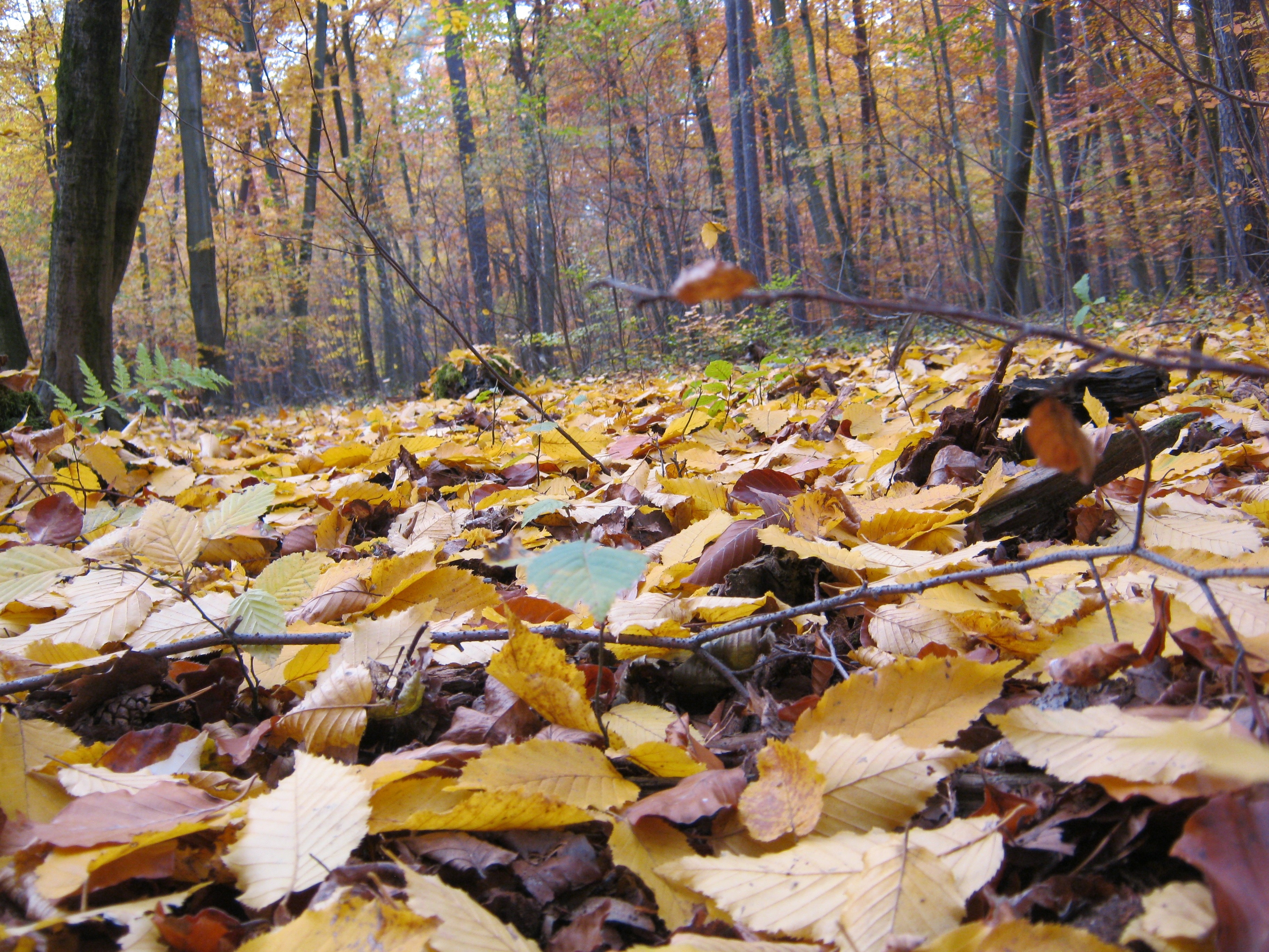 Лес поздней осенью фото