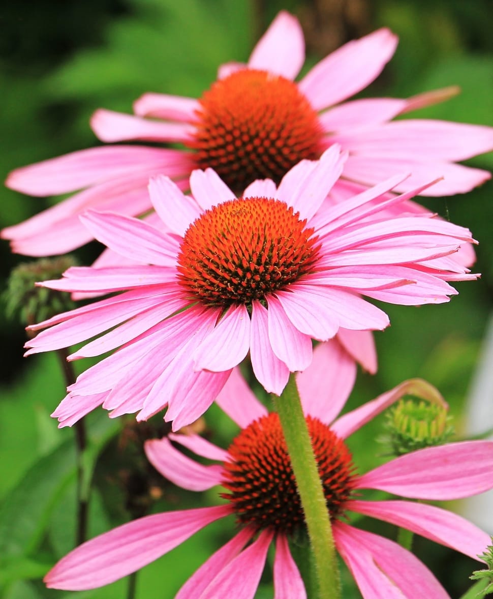 pink daisy flowers preview