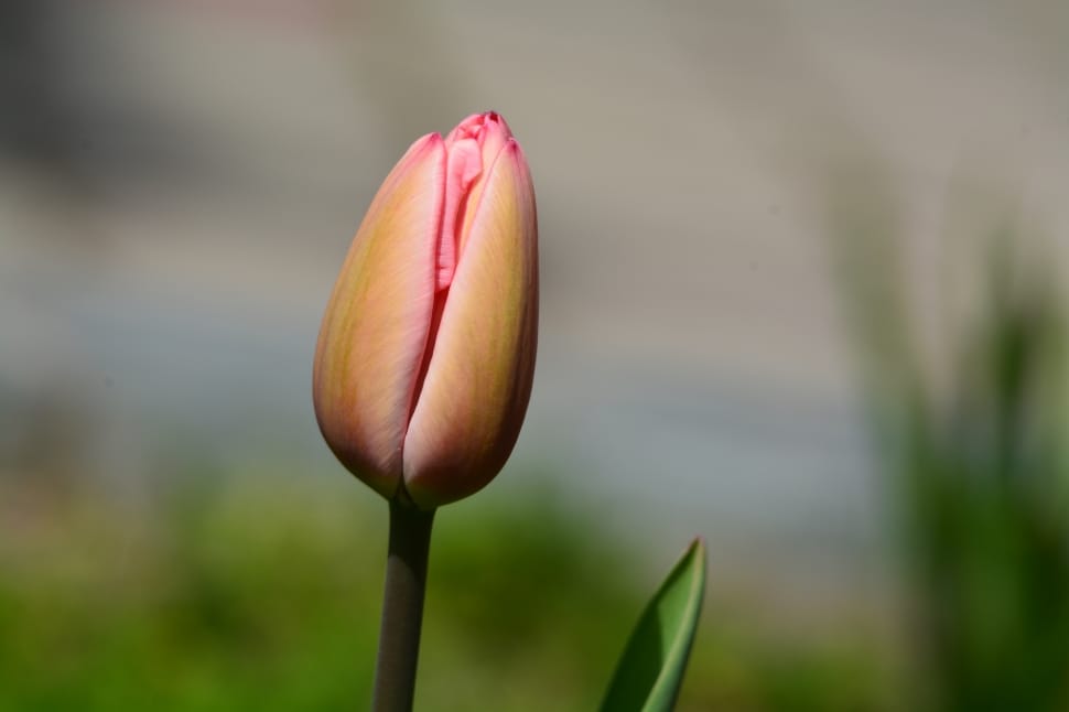 pink and yellow tulip preview