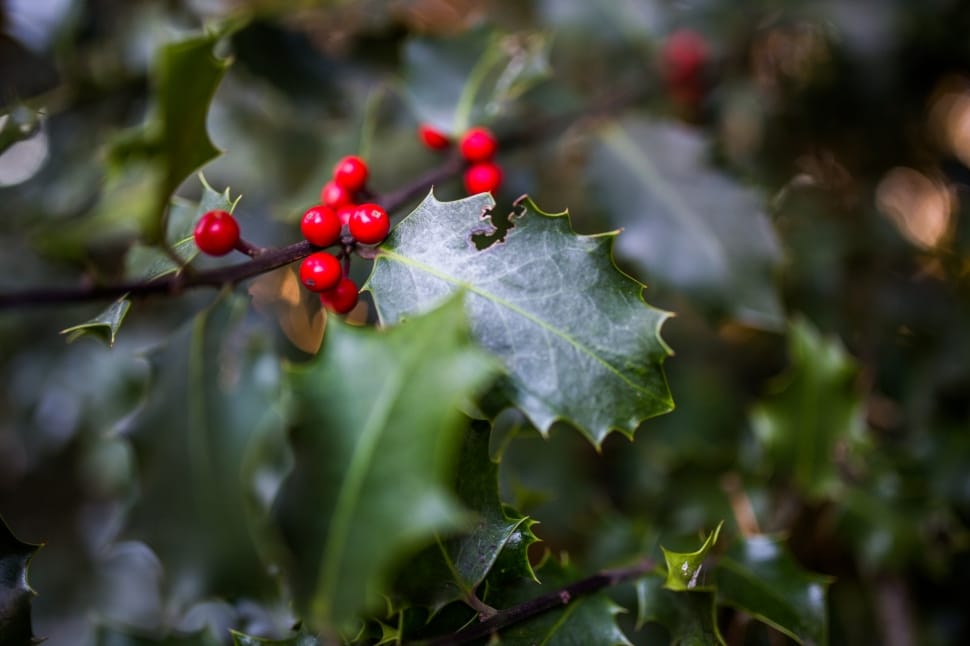 red berries during daytime preview
