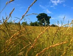 brown and green wheat field during daytime thumbnail