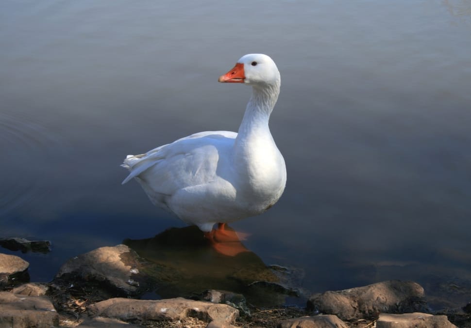 goose standing on rock formation on body of water preview
