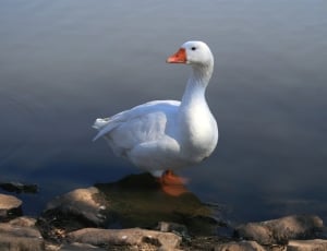 goose standing on rock formation on body of water thumbnail