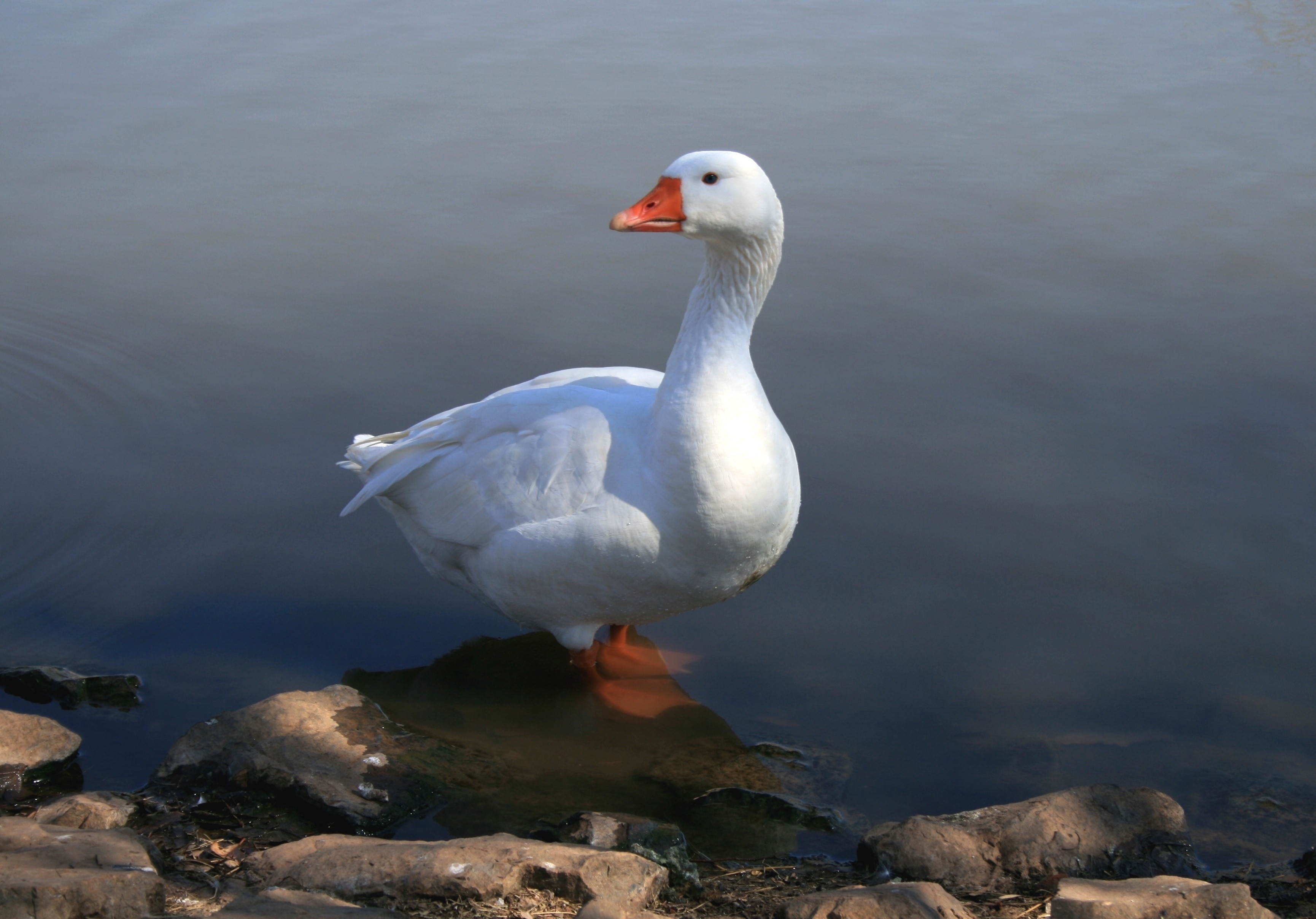 goose standing on rock formation on body of water