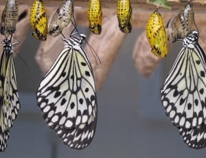 3 white and black butterfly thumbnail