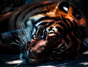 orange black and white tiger thumbnail