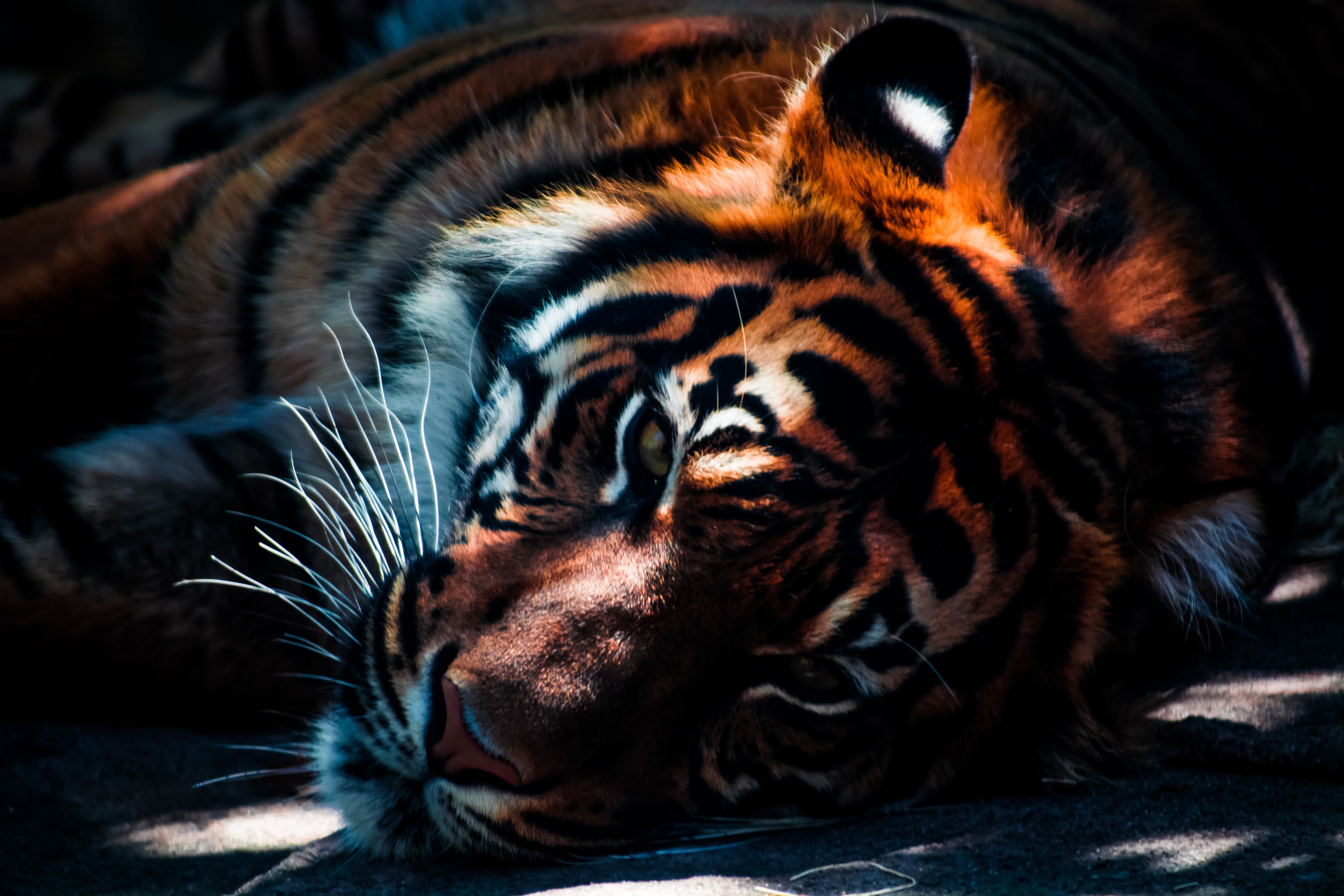 orange black and white tiger