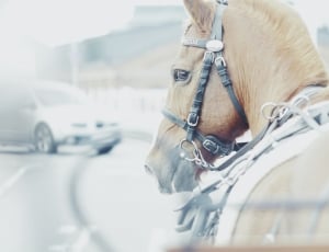 brown horse with straps thumbnail