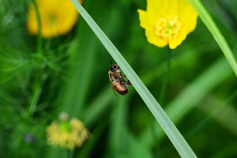 insect on green leaf preview