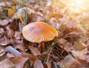 orange wild mushroom thumbnail