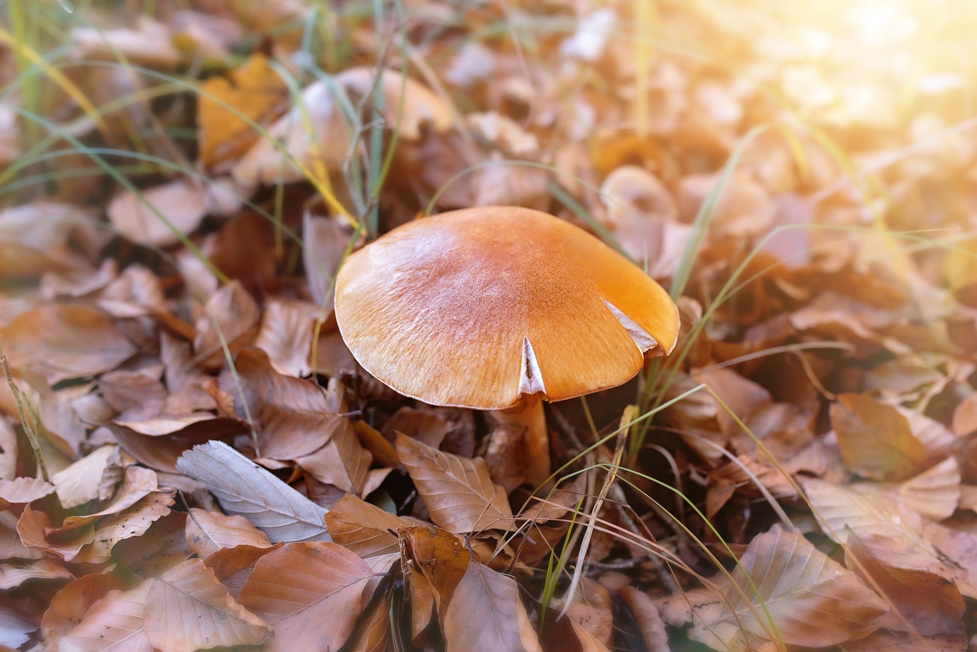 orange wild mushroom