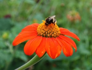 bumble bee and orange petaled flower thumbnail