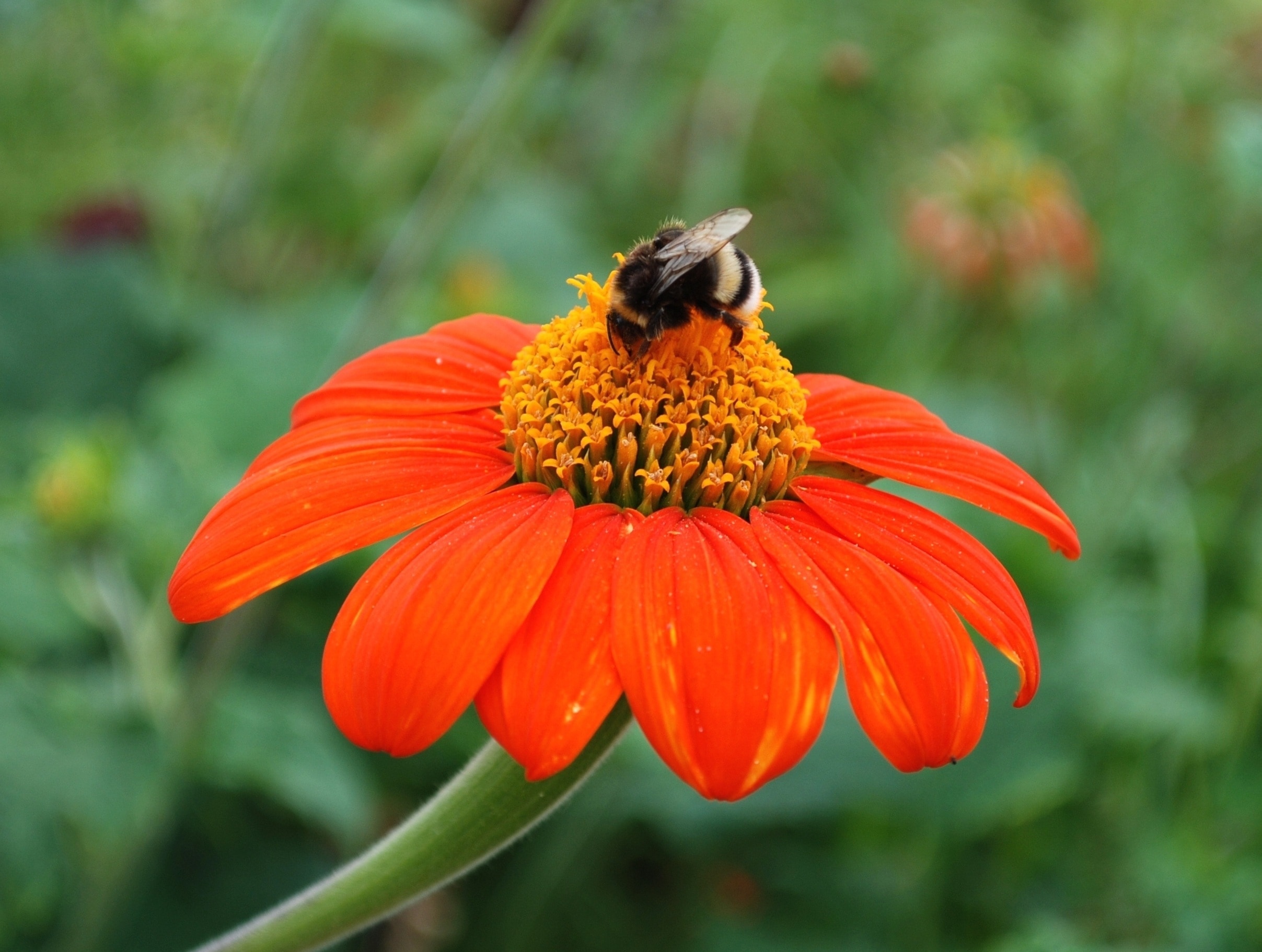 bumble bee and orange petaled flower