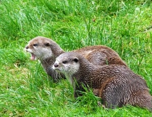 Animals, Two, Angry, Otters, Mammals, grass, animals in the wild thumbnail
