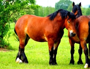 brown and black horse standing on grass field thumbnail