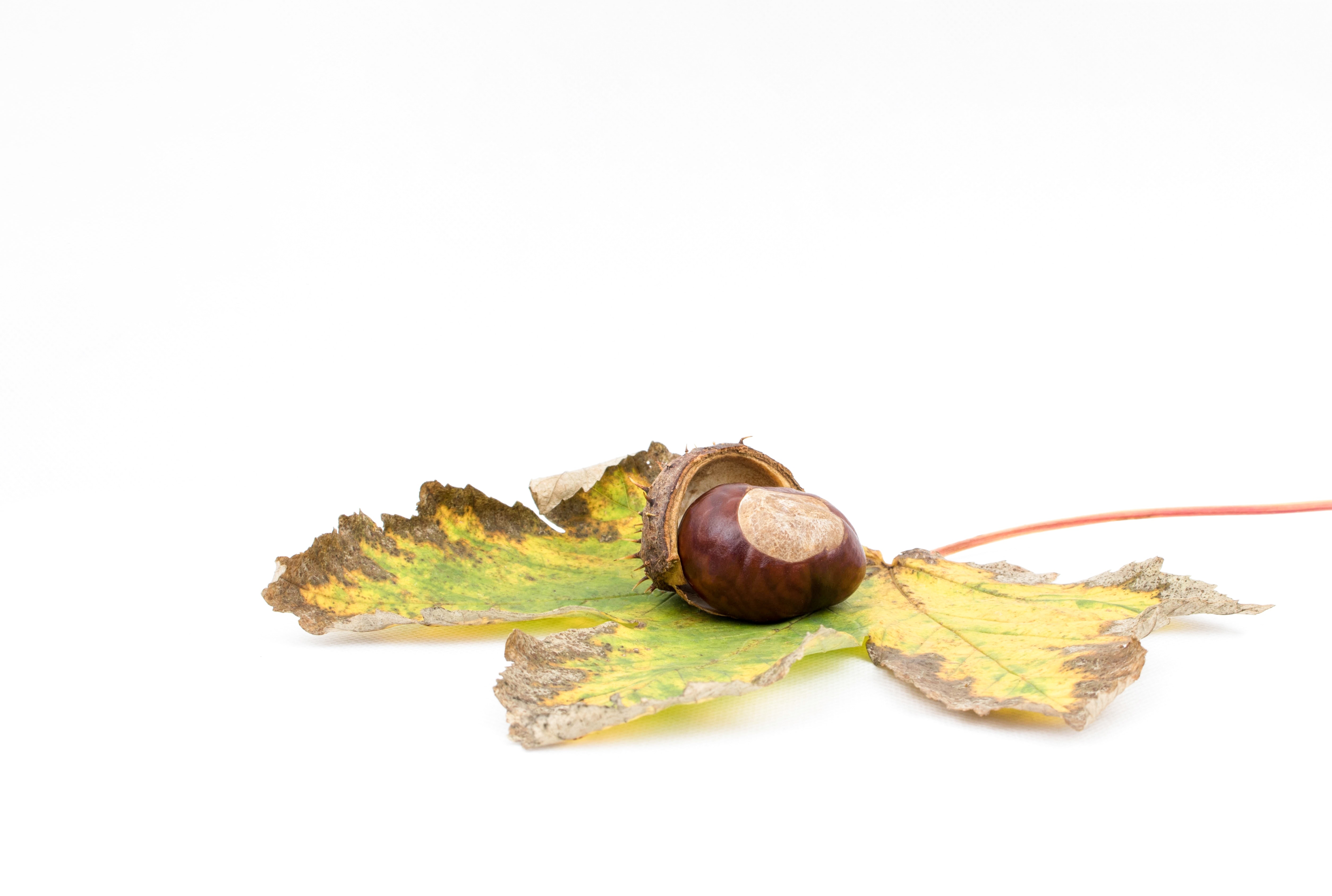chestnut fruit
