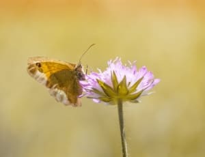 purple petaled flower and brown butterfly thumbnail