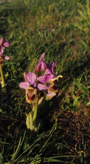 2 purple orchids thumbnail