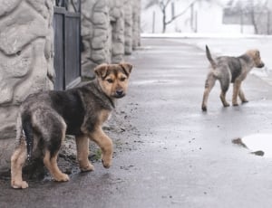 two black-and-brown puppies thumbnail