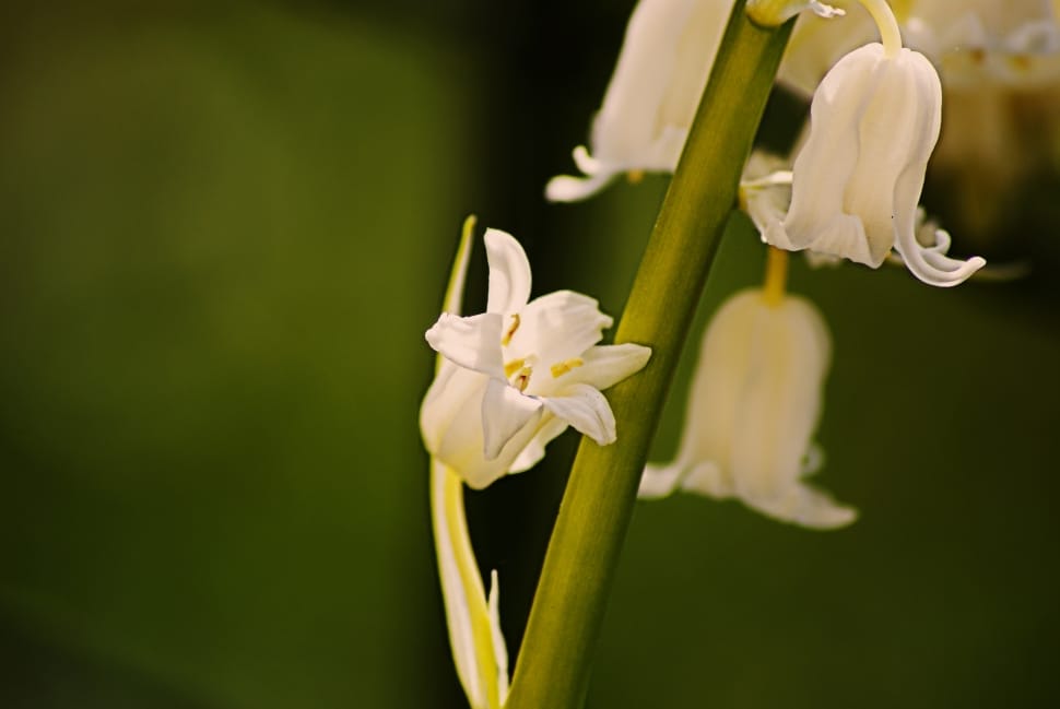 white lily of the valleys preview