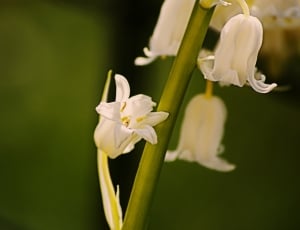 white lily of the valleys thumbnail
