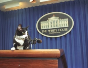White House, Socks The Cat, Pet, one animal, pets thumbnail