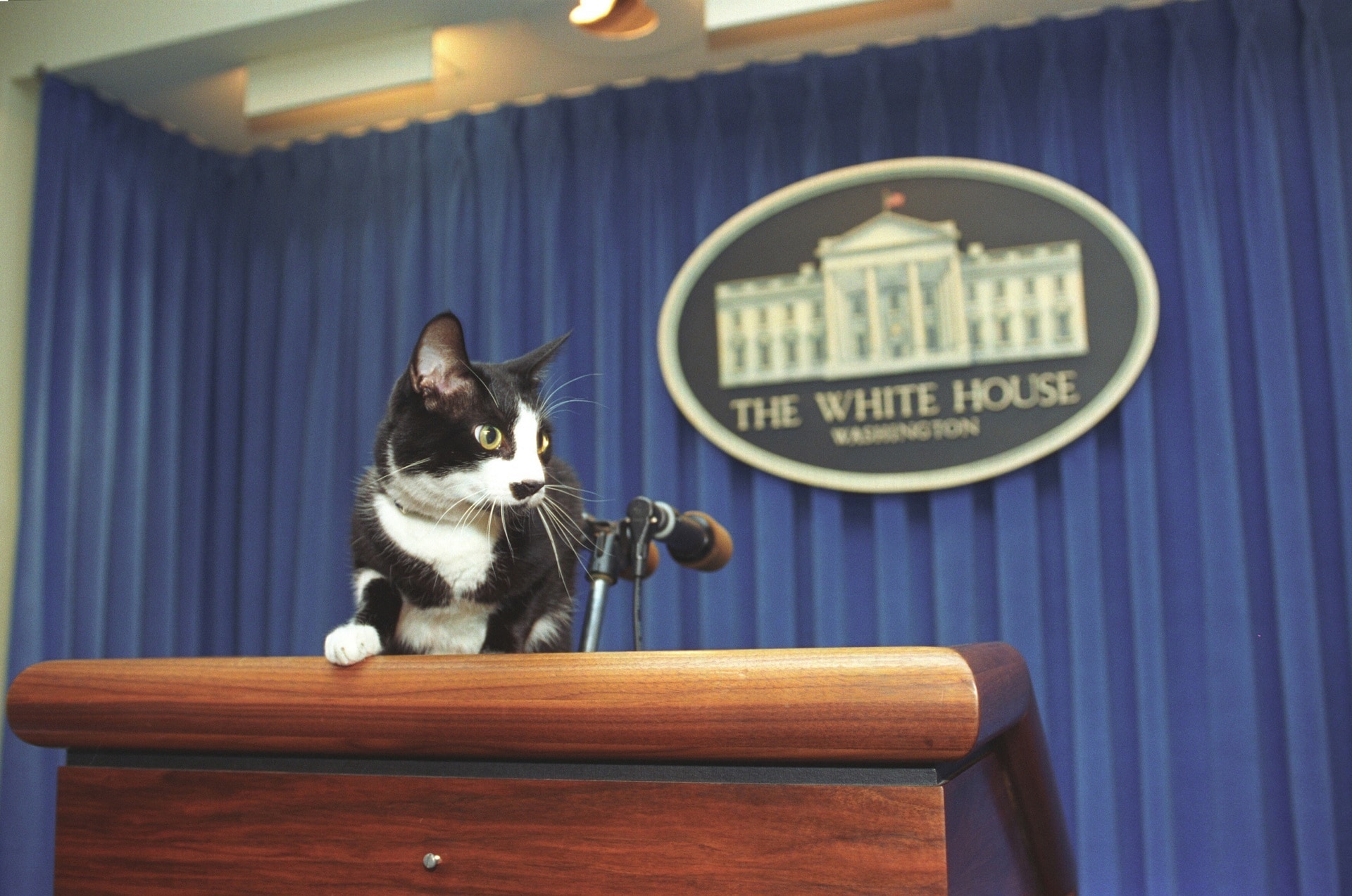 White House, Socks The Cat, Pet, one animal, pets