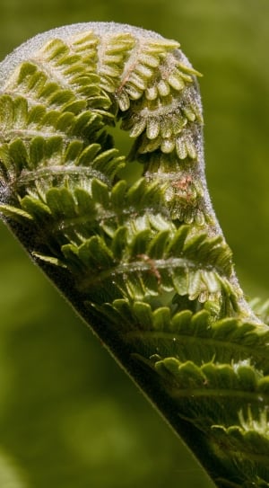 green plant thumbnail