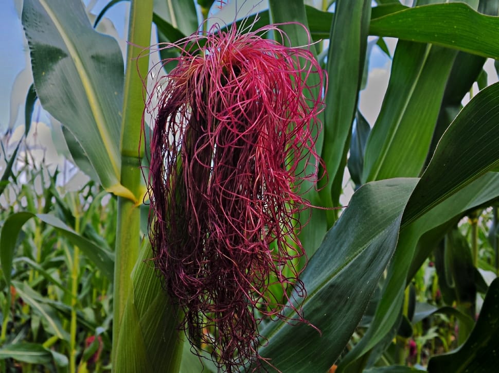 green and red corn preview